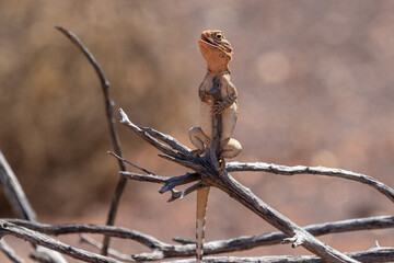 Australian Central Netted Dragon basking on stick