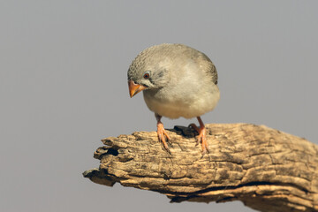 Female Australian Zebra finch perched on log