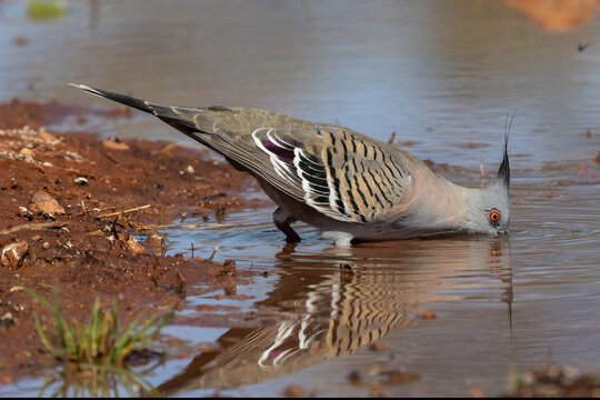 Australian Crested Pigeon drinking at water hole in outback Australia