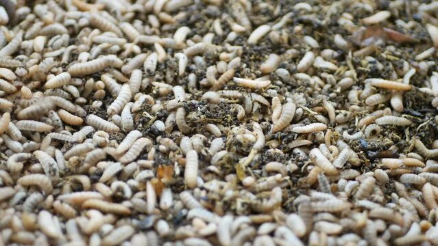 Close up of Black soldier fly (BSF) larvae or maggot, Hermetia Illucens  insect farms for fish and poultry feed