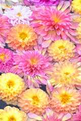 ダリア　日本庭園　島根　由志園　池泉天竺牡丹