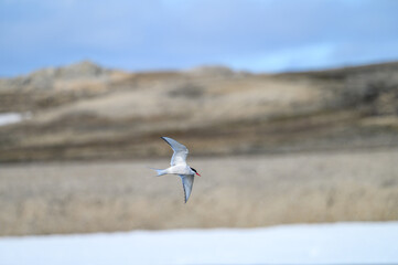 Arctic Tern flying over a pond on Nordauslandet, Murchison Fjord, Hinlopen Straight, arctic expedition tourism around Svalbard
