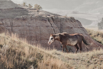 wild horses in north dakota