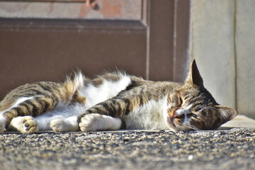 猫　ネコ　ねこ　島根　日御碕神社
