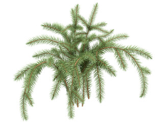 pine branch isolated on white background