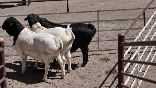 Fat-tailed, blackhead Persian sheep in outdoor kraal at Loxton Auction, RSA