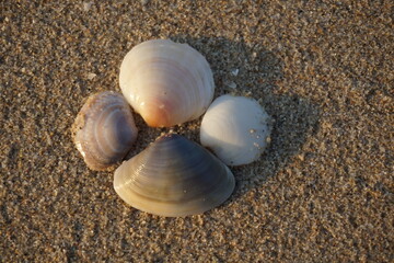 seashells on the beach, shell with sea 