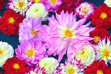 ダリア　日本庭園　島根　由志園　池泉天竺牡丹
