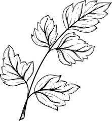 Parsley Hand Drawn Isolated Vector