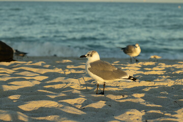 birdies seagulls on the beach miami florida usa