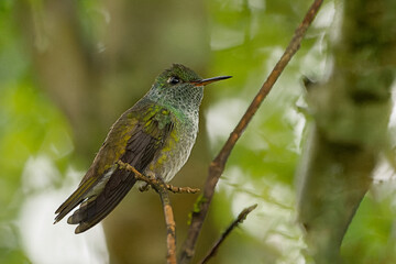 ruby hummingbird(Amazilia versicolor )