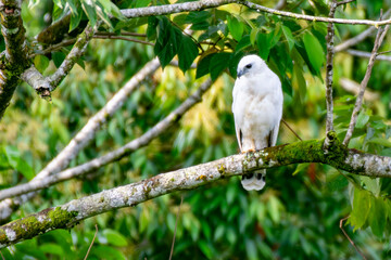Aguililla Blanca 