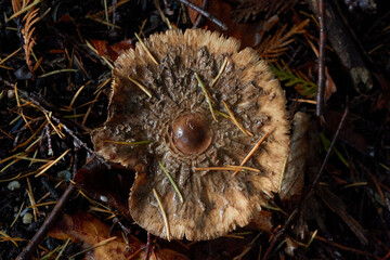 Brown Wild Mushroom