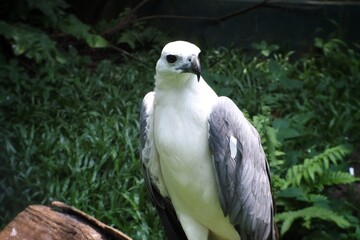 The white-bellied sea eagle is also known as the white-breasted sea eagle.