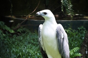 The white-bellied sea eagle is also known as the white-breasted sea eagle.