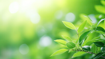 Fototapeta na wymiar Nature of green leaf, greenery wallpaper