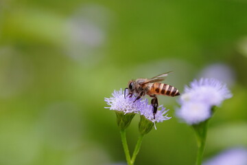 Anthophila found in the forest.