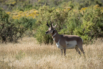 Pronghorn in Lamar Valley, Yellowstone National Park. Pronghorns are the fastest mammal in North America.y