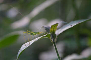 Tettigoniidae found in forests and grasslands.