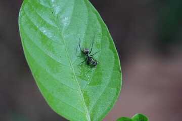 Polyrhachis dives are found in vegetable gardens.