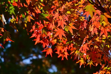 おろちループ　奥出雲おろちループ　島根　秋