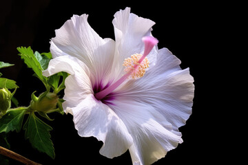 Fototapeta na wymiar Hibiscus syriacus flower