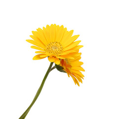 Gerbera daisy flowers on white background 