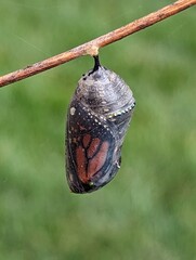 Butterfly chrysalis on a branch