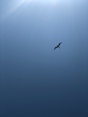 birds in the sky