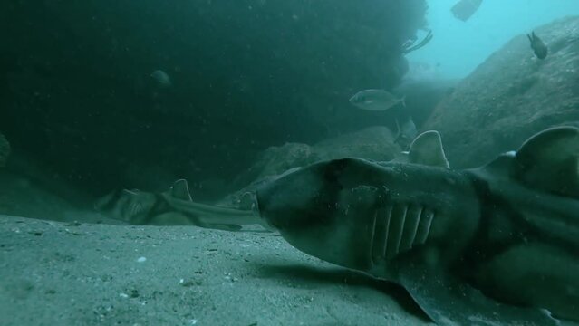 Slow-motion video of a Port Jackson Shark, Sydney Australia