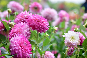 ダリア　秋　花　世良高原農場
