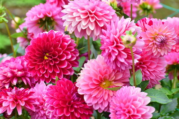 ダリア　秋　花　世良高原農場
