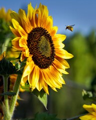 sunflower and bee