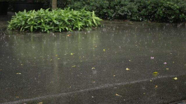 closeup low angle view of summer heavy rain drops falling into puddle water rain drop on asphalt of pathway among tropical rainforest garden, tropical southeast asia climate