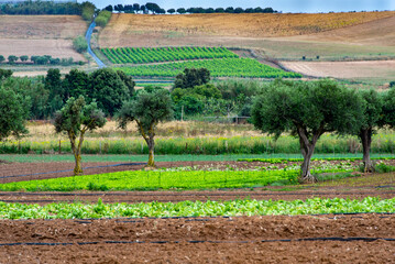 Agricultural Fields in South Sardinia - Italy