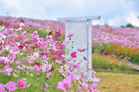 コスモス　秋桜　秋　広島　ドア　世羅　世羅ゆり園　花の駅せら
