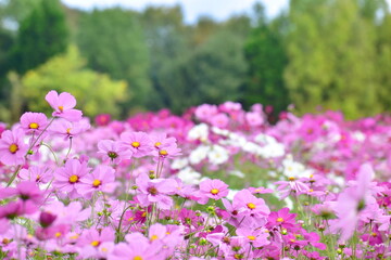 コスモス　広島　備北丘陵公園　国営備北丘陵公園
