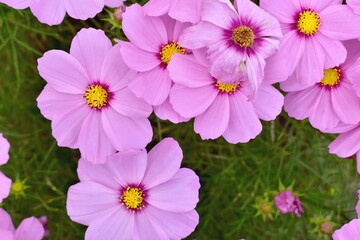 コスモス　広島　備北丘陵公園　国営備北丘陵公園
