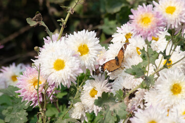 Fototapeta premium Butterfly on white flower, nature concept
