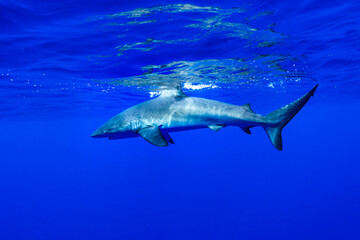Naklejka premium Galapagos shark, Oahu Hawaiian Islands
