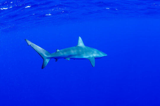 Galapagos shark, Oahu Hawaiian Islands © Gary