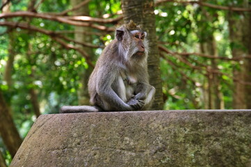 Naklejka na ściany i meble Portrait of monkey in Monkey Forest in Ubud, Indonesia
