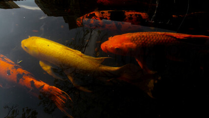 orange and yellow koi fish pond