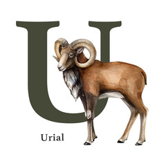 Capital letter U with urial. Watercolor illustration. Forest animal ABC alphabet font element. Wildlife animal alphabet letter U decorated with urial. White background