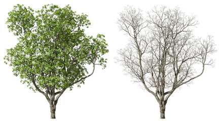 Nature trees growth leaves and die cutout on transparent backgrounds 3d rendering png - obrazy, fototapety, plakaty