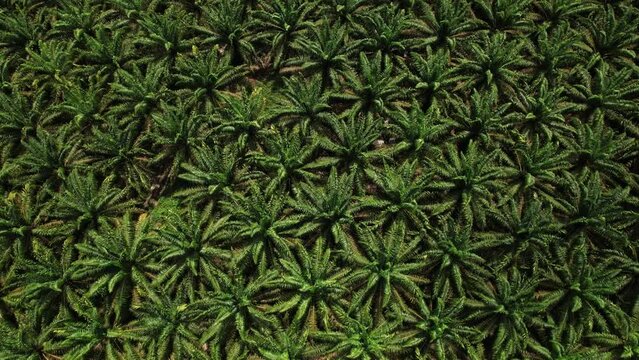 Açaí palm farm in the Amazon rainforest - straight down aerial view