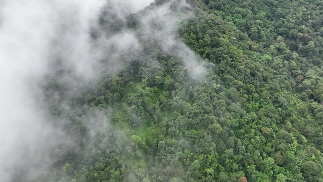Mist on tropical rainforest mountain, Tropical forests can increase humidity in air and absorb carbon dioxide from the atmosphere through photosynthesis, and store carbon in tree trunks, branches.