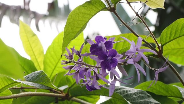 Closeup view of blooming tropical Purple wreath flowers moving in the wind. Purple wreath or Queen's wreath or sandpaper vine or Petrea volubilis with green leaves moving.