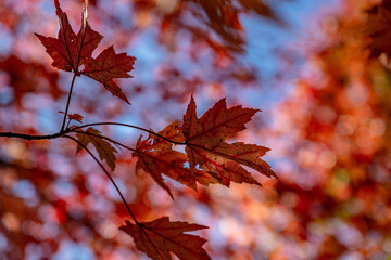 autumn