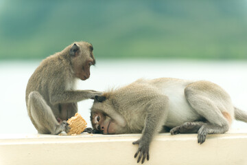 Naklejka premium Monkey sitting and eating food